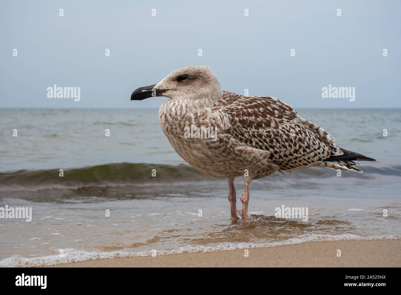 Hering junge Möwe auf dem Sandstrand, in der Nähe Stockfoto