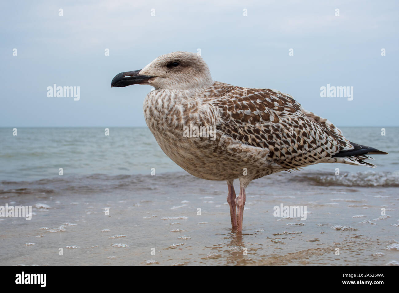 Hering junge Möwe auf dem Sandstrand, in der Nähe Stockfoto