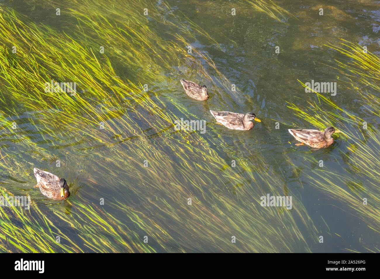 Enten schwimmen auf dem Fluss Neue, Broxbourne Park, Broxbourne, Hertfordshire, England, Vereinigtes Königreich Stockfoto