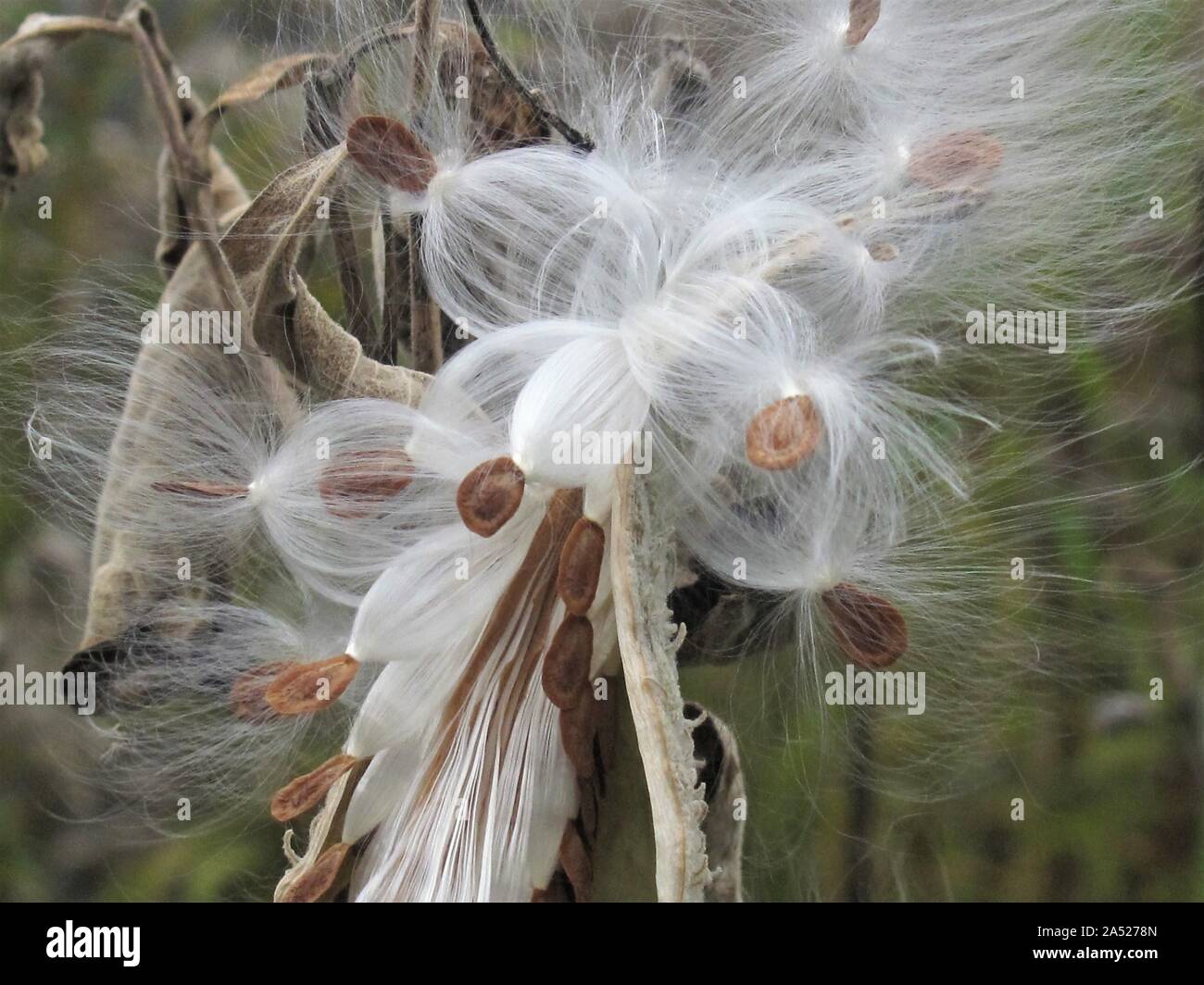 Nahaufnahme des Berstens milkweed Samenkapseln Stockfoto