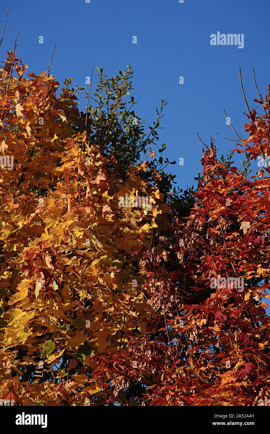 Detail der spektakulären Herbst Farbe: London Ebene (Platanus x Hispanica) Bäume auf Selborne Gemeinsame, Hampshire, Großbritannien Stockfoto