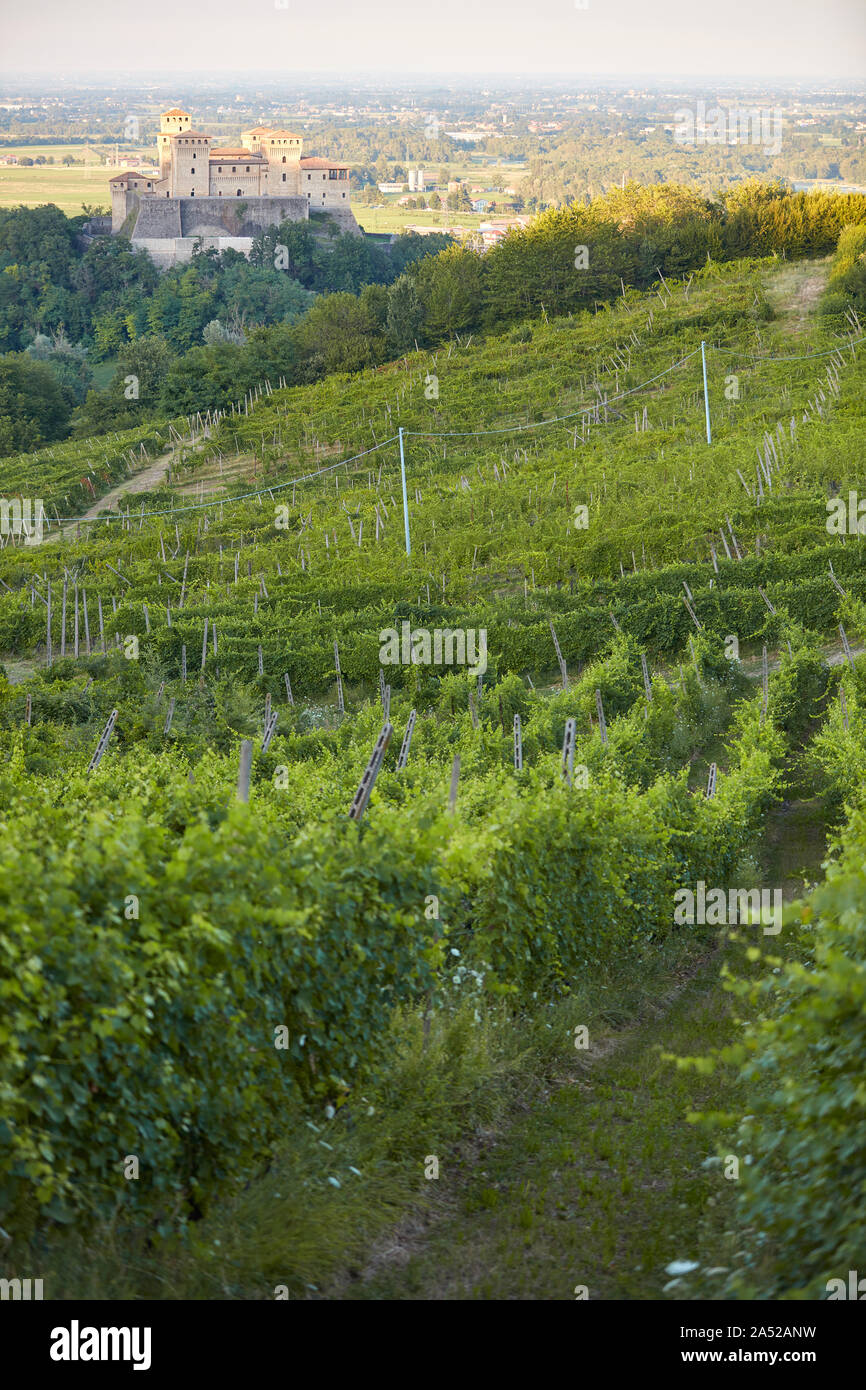 Weinberge mit mittelalterlichen Schloss Torrechiara im Hintergrund, Parma, Italien. Stockfoto