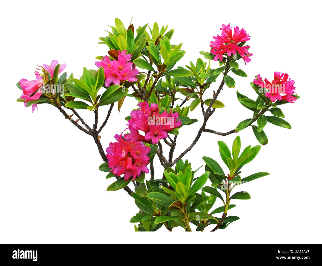 Rhododendron blühende Pflanze auf weißem Hintergrund. Stockfoto