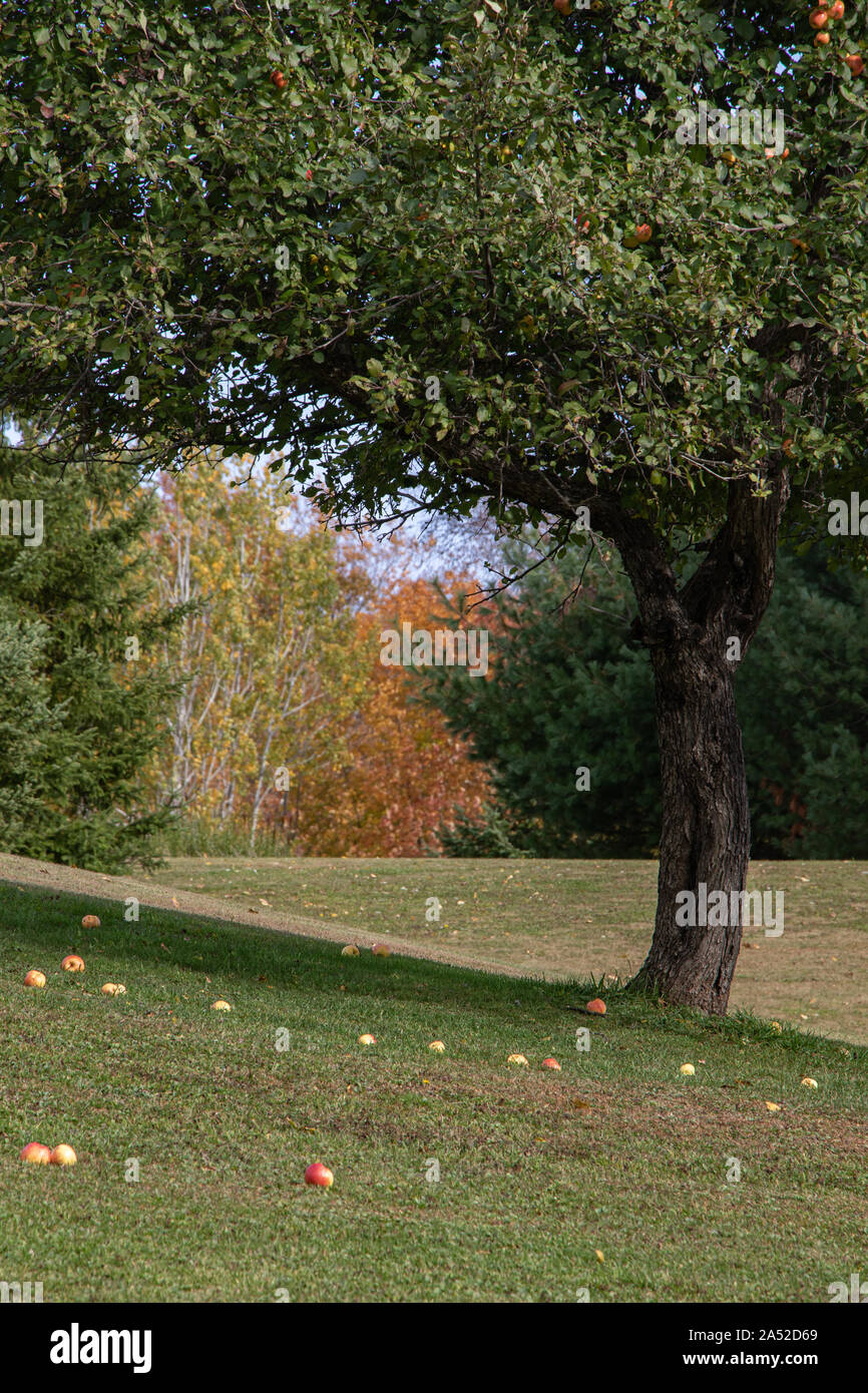 Äpfel im Gras unter einem Apfelbaum im Herbst Stockfoto