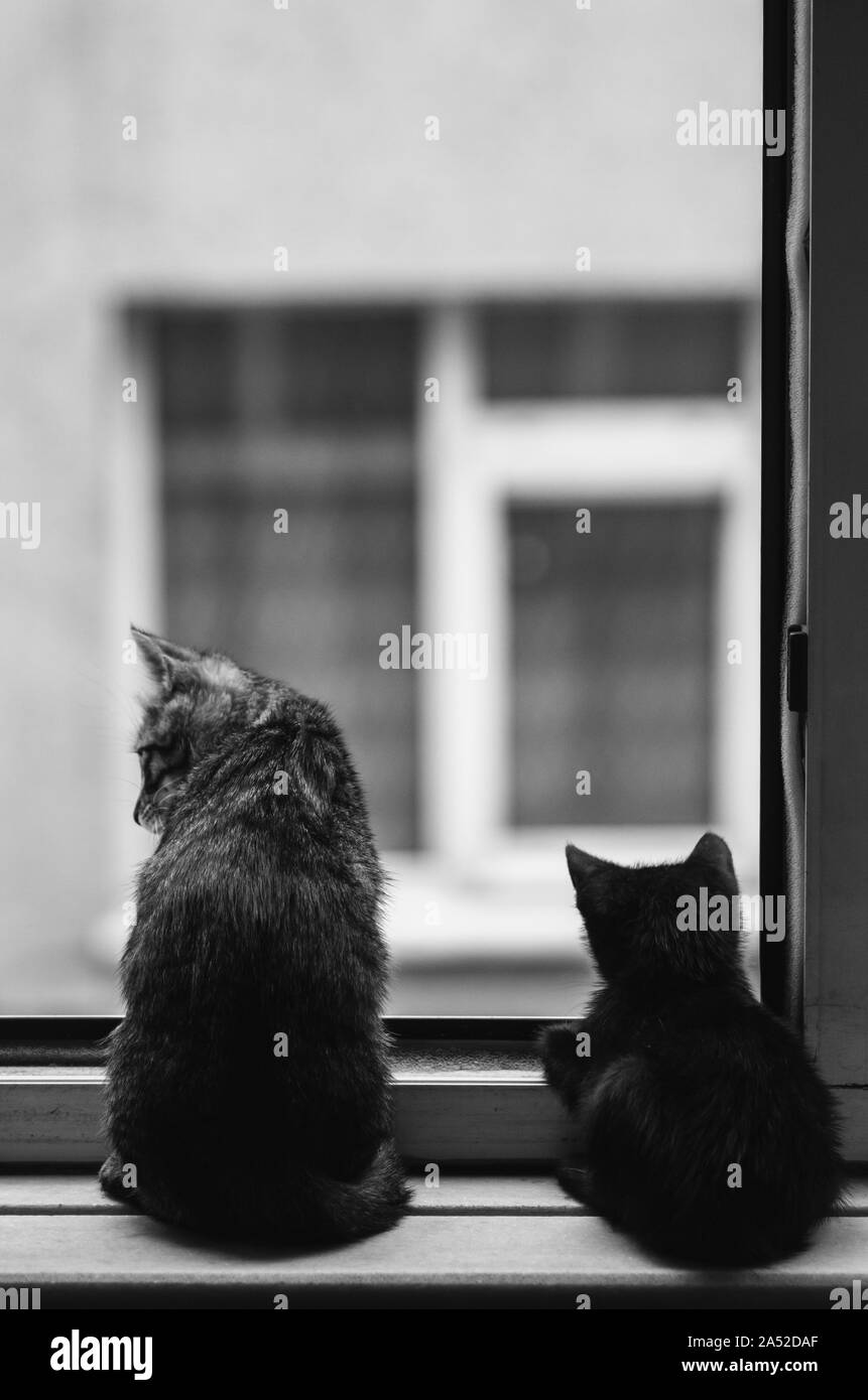 Schwarz-weiß Foto von zwei neugierige Kätzchen heraus überprüfen, indem Sie ein Fenster Stockfoto