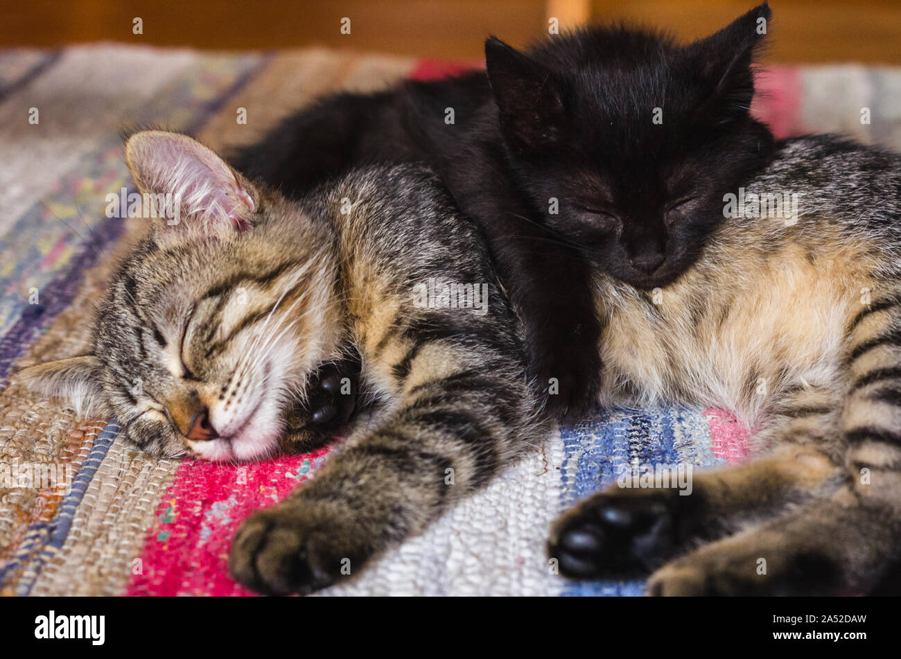 Schwarz Kitty und Tabby kitty Schlafen übereinander Stockfoto