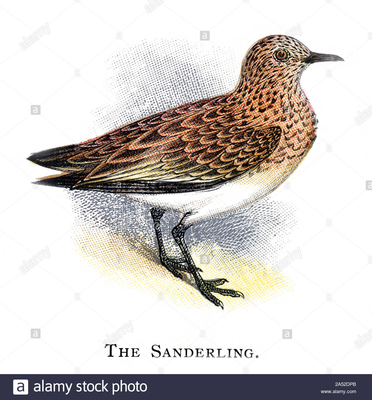 Sanderling (Calidris alba), vintage Abbildung im Jahr 1898 veröffentlicht. Stockfoto