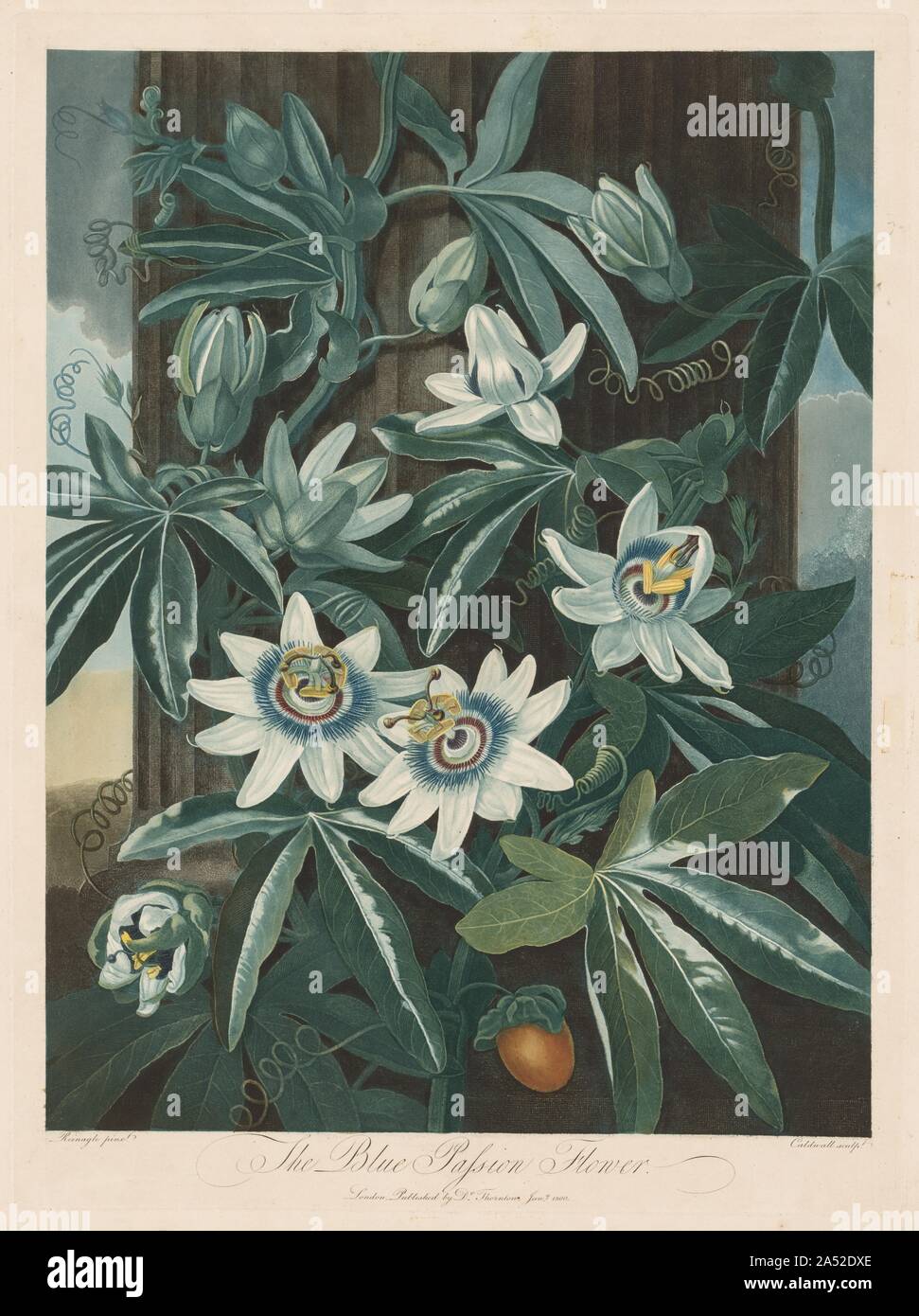 Die Blaue Leidenschaft - Blume, 1799-1807. Im 18. Jahrhundert, neue Kupferstich und Radierung Techniken angeboten werden eine Vielzahl von klanglichen Effekte, die verbesserte botanische Drucke. Während mezzotint (in denen die Platte angeraut und dann des Stechers Werke von Dunkel zu erstellen verschiedene Werte Licht) und Walze (Punkte Werte erstellen) machen es möglich, den Reichen tonalen Skala und samtige Textur von Ölfarbe zu erstellen, Aquatinta imitiert die Feinheit und die Transparenz von Aquarell und Tusche waschen. Stockfoto