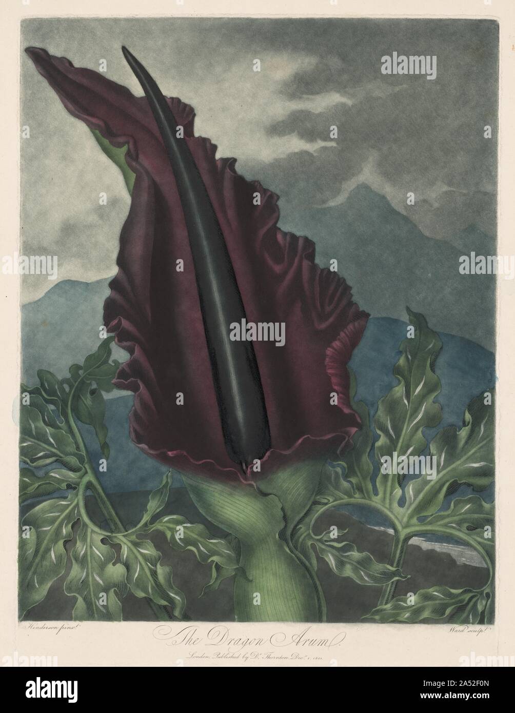 Der Drache Arum, Schwarz Calla oder Solomon's Lily, 1799-1807. Im 18. Jahrhundert, neue Kupferstich und Radierung Techniken angeboten werden eine Vielzahl von klanglichen Effekte, die verbesserte botanische Drucke. Während mezzotint (in denen die Platte angeraut und dann des Stechers Werke von Dunkel zu erstellen verschiedene Werte Licht) und Walze (Punkte Werte erstellen) machen es möglich, den Reichen tonalen Skala und samtige Textur von Ölfarbe zu erstellen, Aquatinta imitiert die Feinheit und die Transparenz von Aquarell und Tusche waschen. Stockfoto