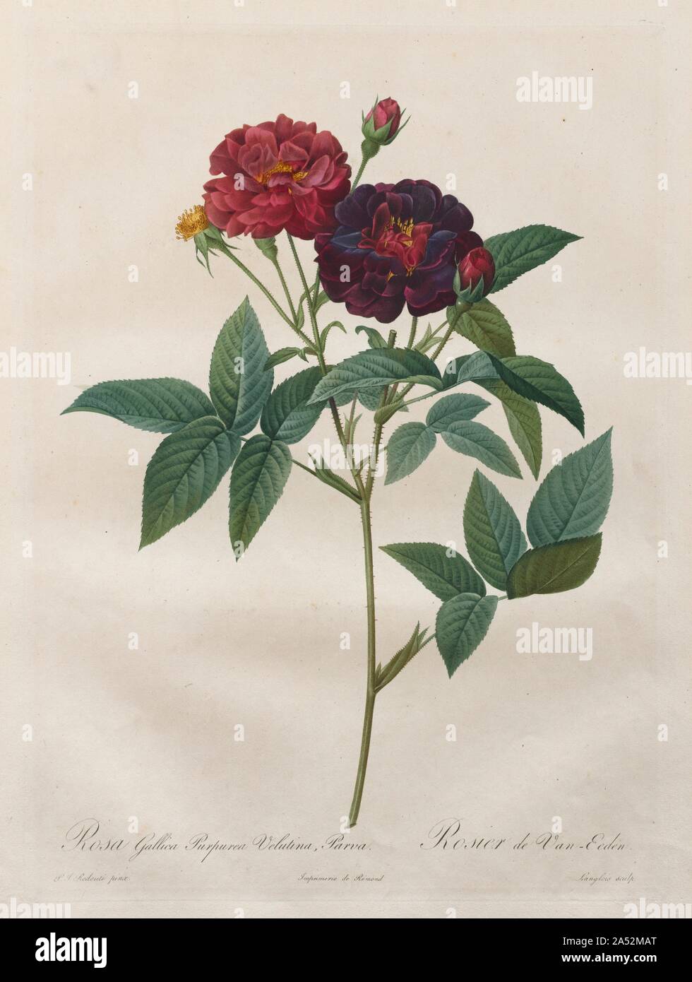Die Rosen: Rosa Gallica Purpurea Velutina Parva, 1817-1824. Die subtile Töne in Redout&#xe9;&#x2019;s Gemälde in der Nähe treu wurden von Graveure erfasst, aber die Drucke nicht imitieren die Spontaneität und Geschick des Meisters &#x2019;s Pinselführung, die sorgfältig jedes Detail beschrieben. Die Zeichnungen wurden mit den geschickten und raffinierte Walze Gravur interpretiert, sondern auf einer Kombination von gedruckten und hand Färbung verlassen. Eine dünne Waschen von Aquarell, die eng die Druckfarbe entspricht wurde sorgfältig über jeden Teil des Bildes angewendet, mit einem gelegentlichen Verwendung von kontrastierenden Farben fo Stockfoto