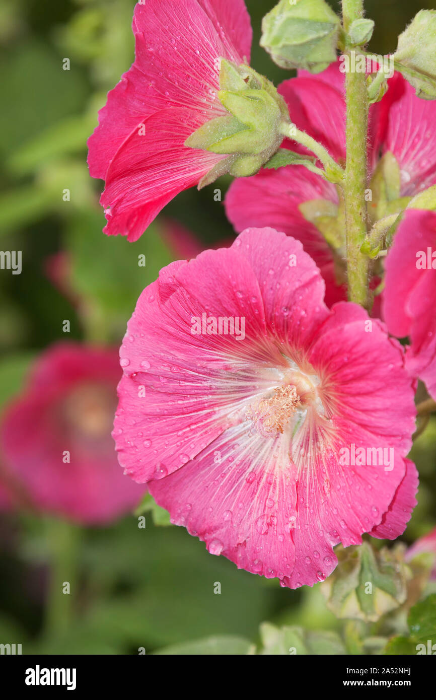 Alcea rosea, die gemeinsame Malve, Zierpflanze in der Familie Malvaceae Stockfoto