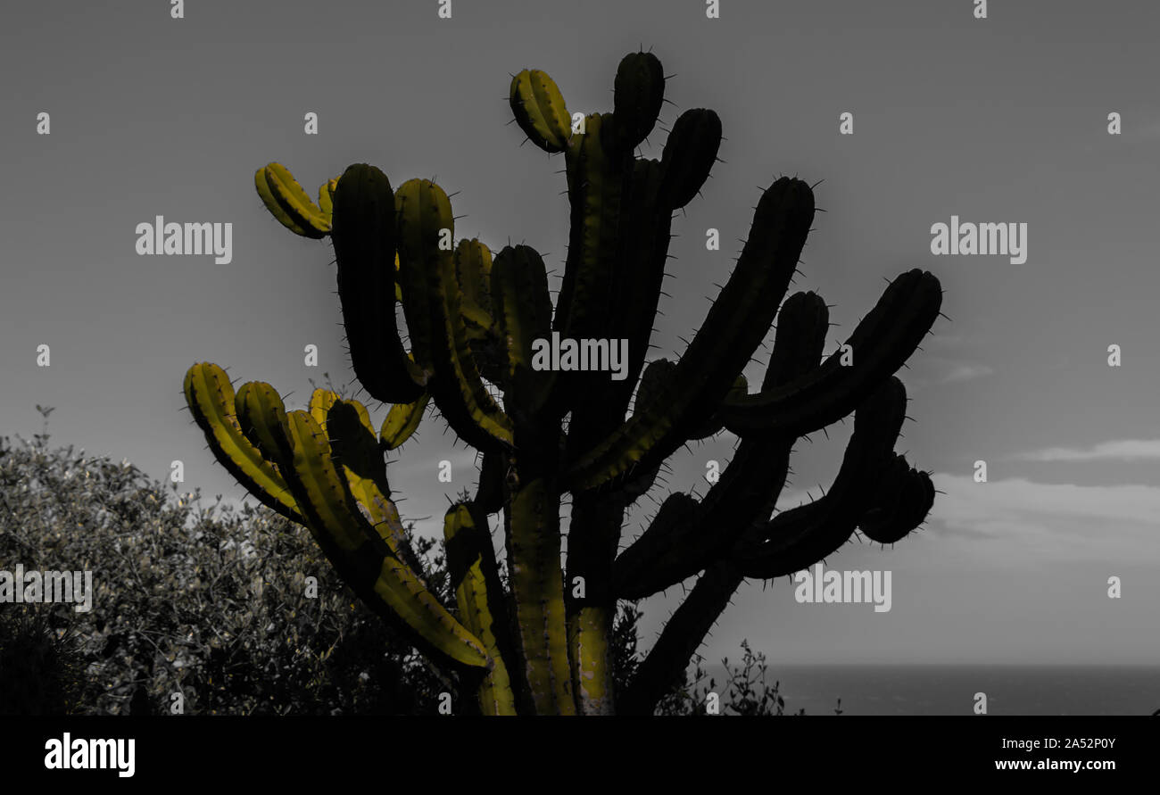 Eine Farbe ausgewählt Bild von einem Kaktus. Stockfoto