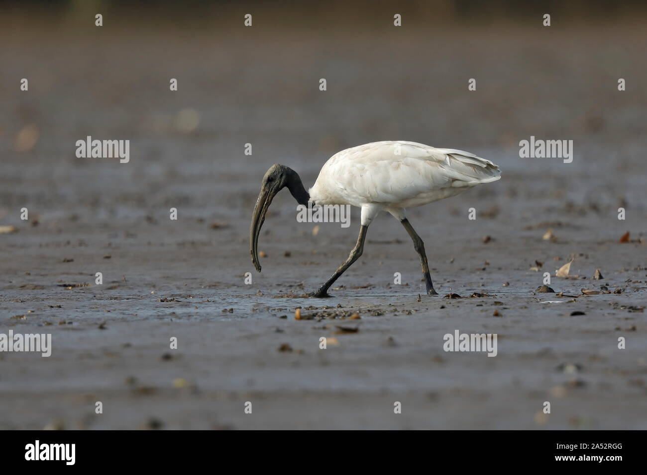 Die black-headed Ibis, auch bekannt als das Oriental white Ibis, Indische white Ibis, und black-necked Ibis, ist eine Pflanzenart aus der Gattung der waten Vogel der ibis-Familie. Stockfoto