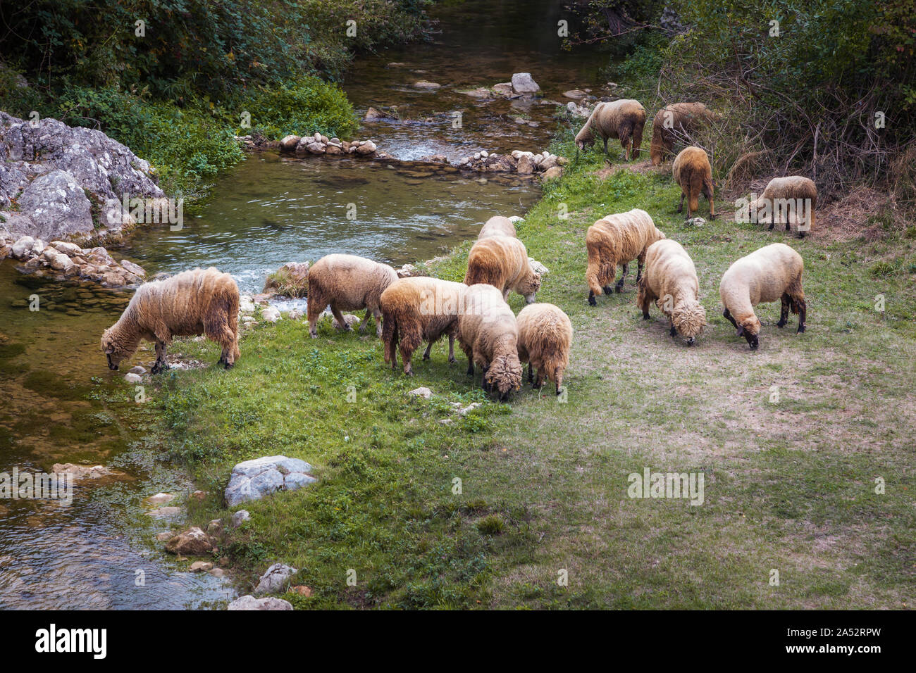Herde Schafe grasen Gras auf einem kleinen Feld und Trinkwasser aus einem kalten, sauber mountain river Stockfoto
