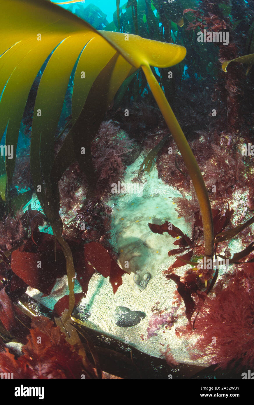 Kanal Inseln. Guernsey. Marine Wildlife. Kelp und Scholle Unterwasser teilweise im Sand vergraben. Stockfoto