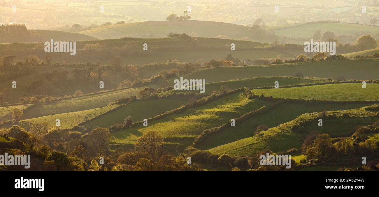 Blick auf die Bäume von Eggardon Hill über Landschaft von Dorset, Dorset, England Stockfoto