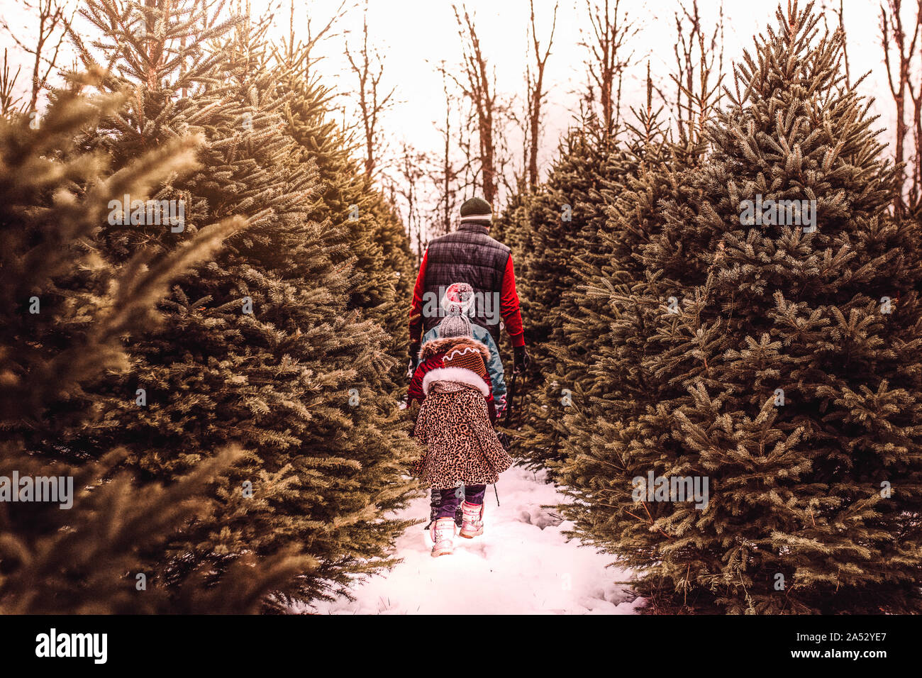 Kinder für den perfekten Weihnachtsbaum mit ihrem Vati Suche Stockfoto