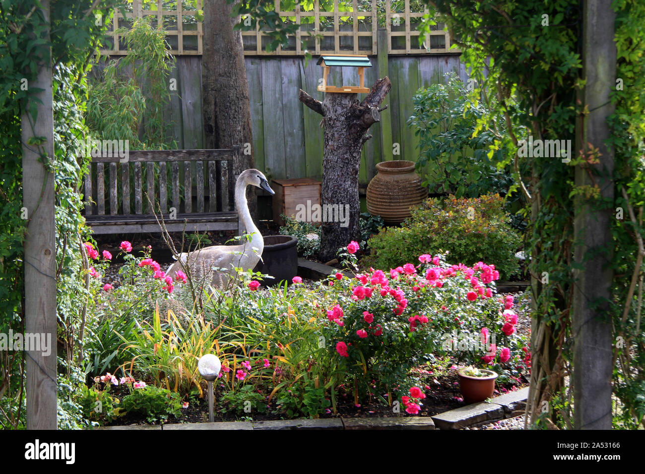 Ein Schwan in meinem Garten gelandet Stockfoto