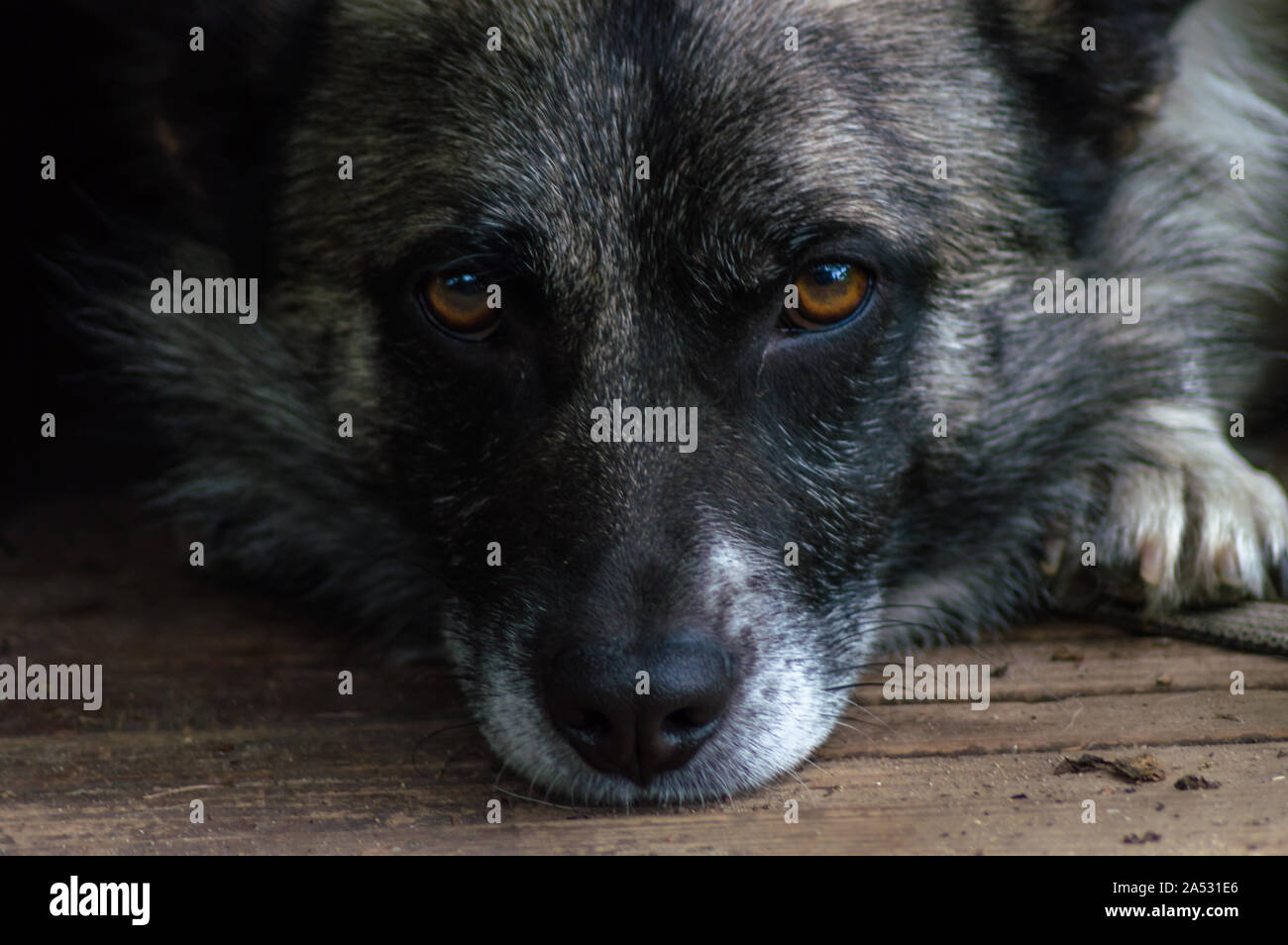 Nahaufnahme eines Hundes Gesicht, Nase und Augen liegen auf einem Holz- Oberfläche mit einer sehr ruhige und schöne Optik Stockfoto