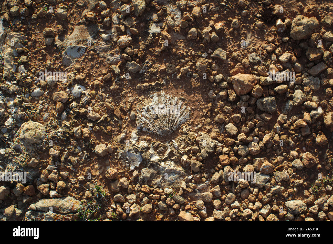 Versteinerte Muscheln verkrustete auf Klippe Boden in der Algarve, Portugal Stockfoto