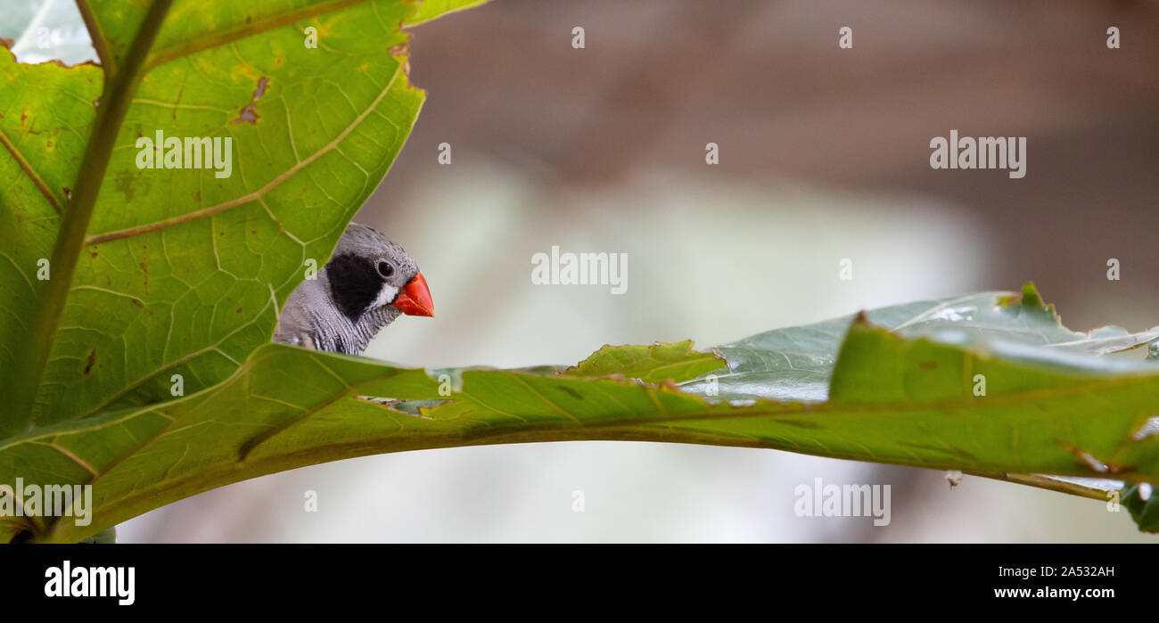 Taeniopygia guttata-Zucht, Papagei - schöne bunte Vogel Stockfoto