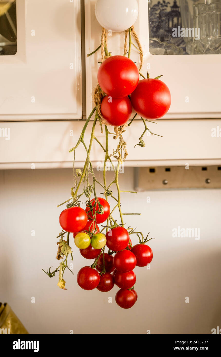 Letzte der Outdoor Tomaten reifen in Innenräumen nach dem ersten Frost in Großbritannien Stockfoto
