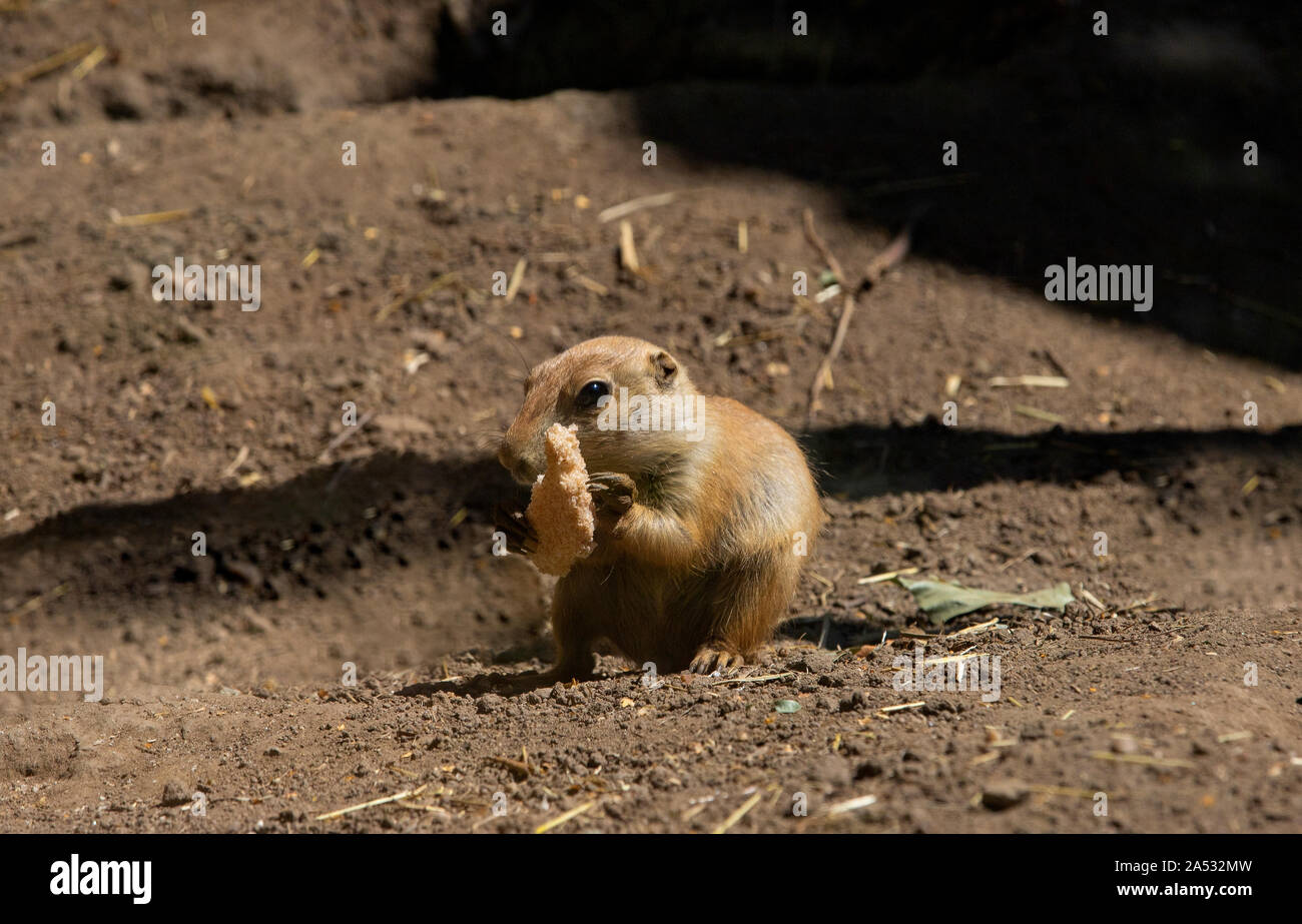 Prairie dog, junge Mungo mit Essen in seinen Pfoten, lustige Situation Stockfoto