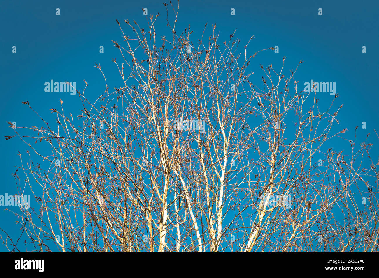 Strahlend weißen Zweigen auf einem silbernen Birke im frühen Winter heben Sie sich von einem klaren, blauen Himmel in einem Englischen Garten in Großbritannien Stockfoto