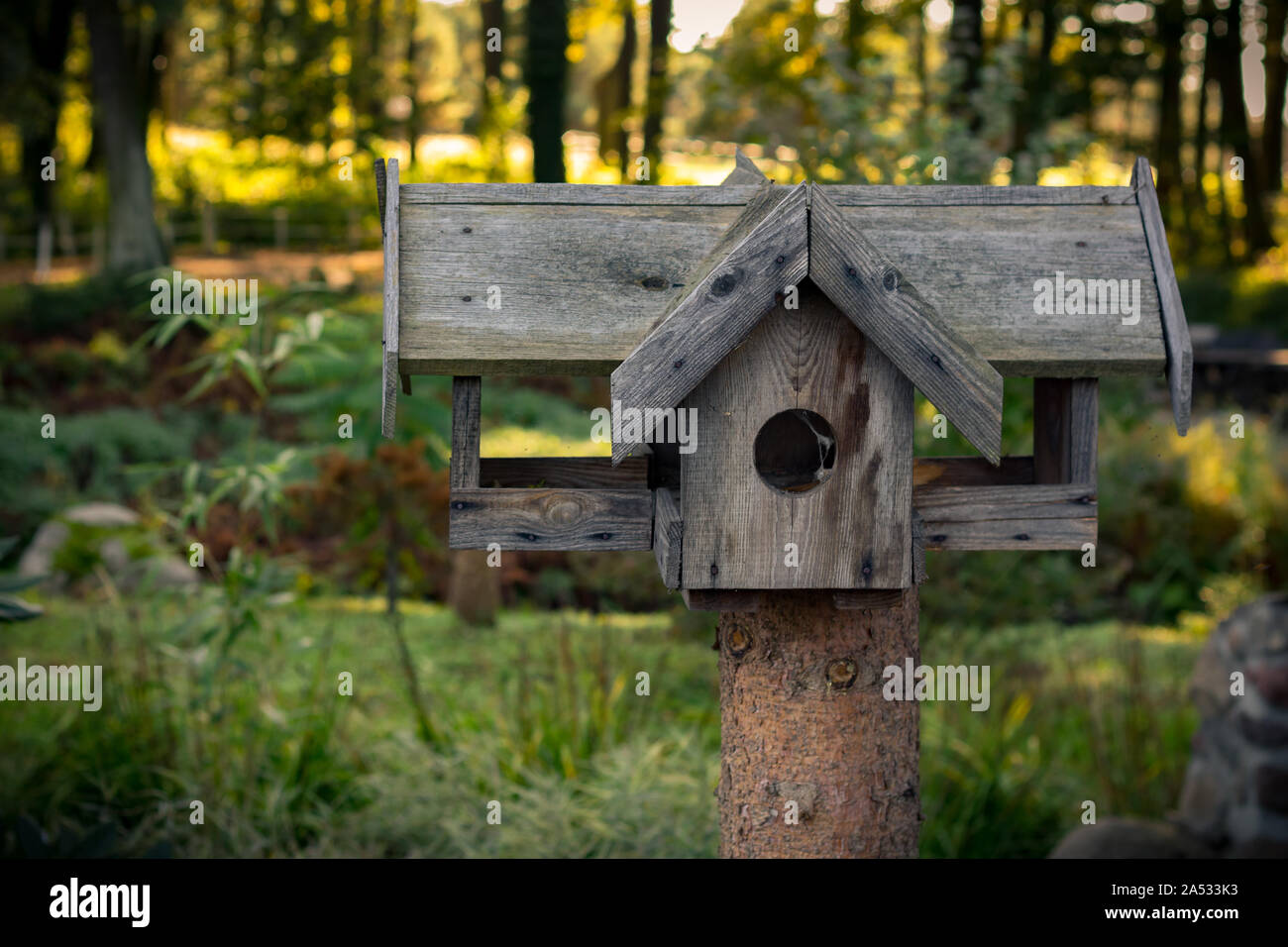 Holz- Bird Feeder mit Sommer verschwommenen Hintergrund. Stockfoto