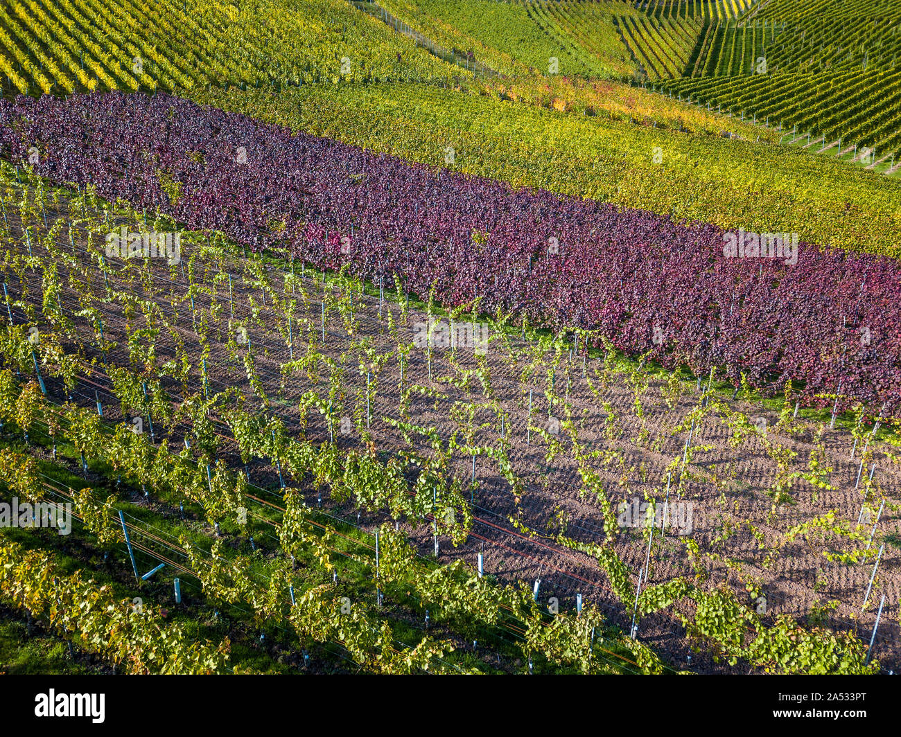 Weinberge im Herbst Farben in der Nähe von Stuttgart, Deutschland Stockfoto