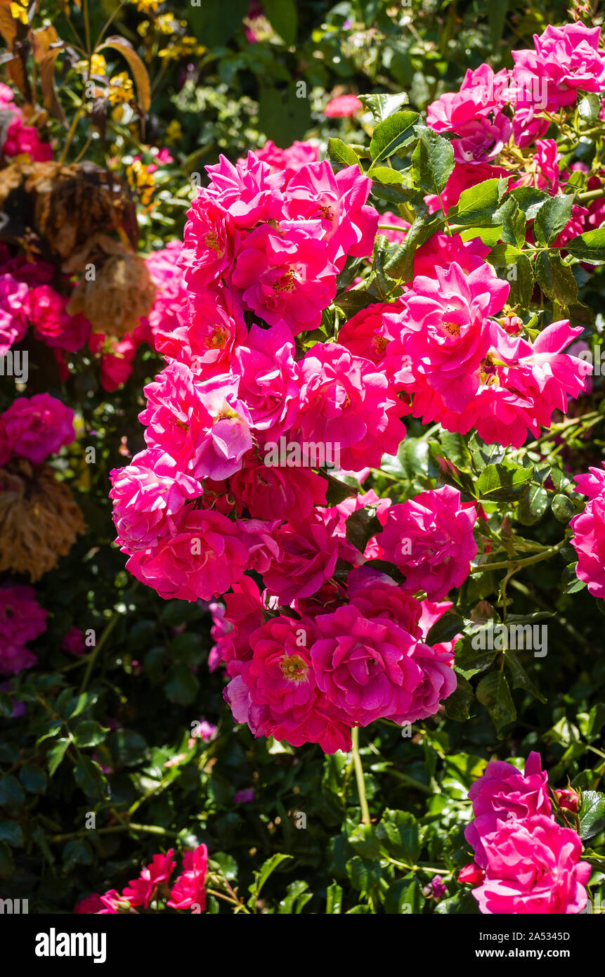 Multi-blühenden Rosa Blume Teppich rosa blühenden im Juli in einem Englischen Garten Stockfoto