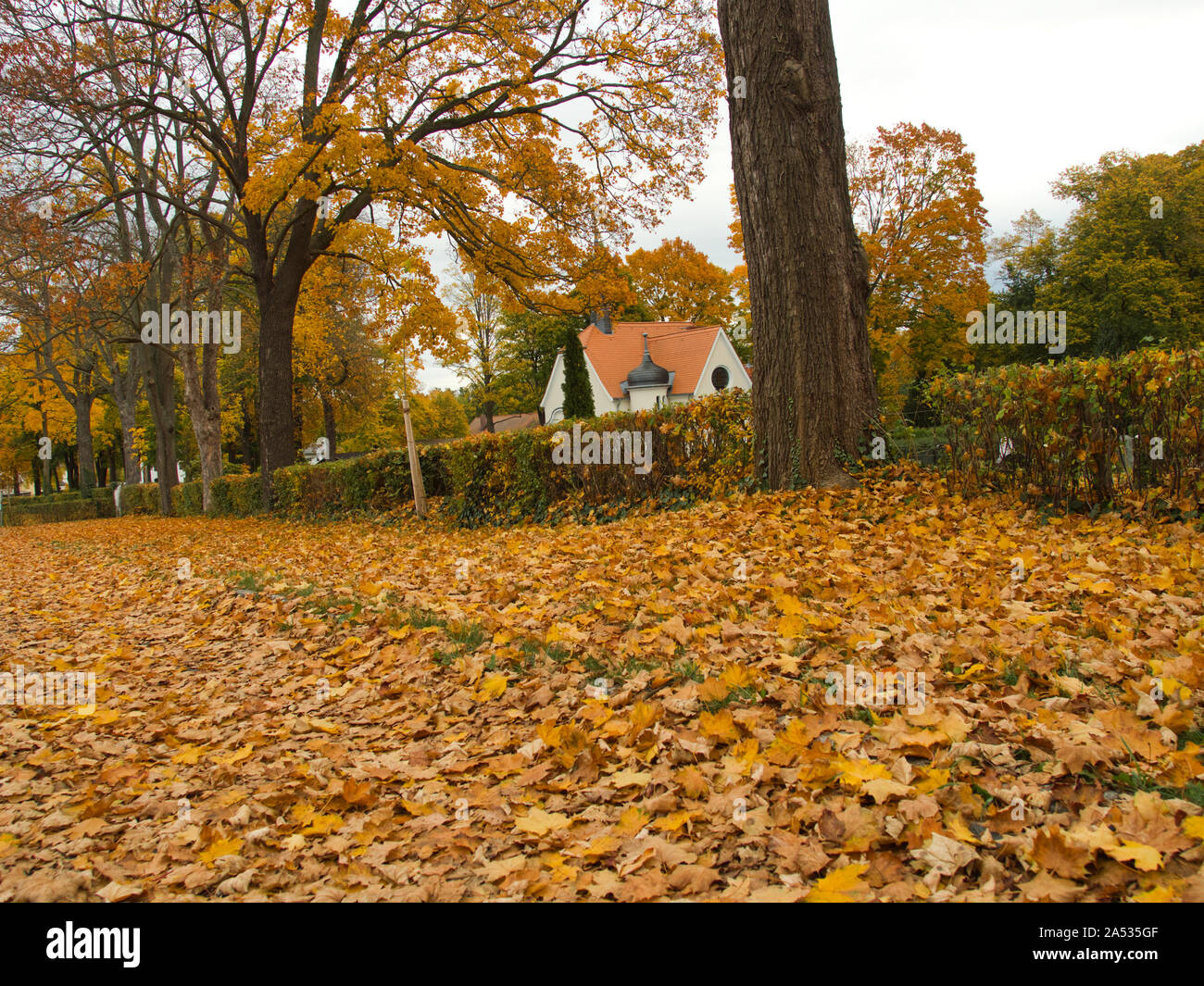 Sammlung von schönen bunten Herbstlaub / grün, gelb, orange, rot Stockfoto