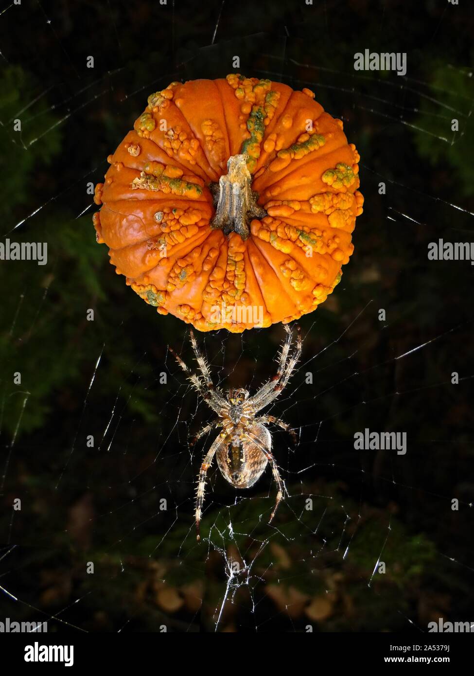 Ein Bild von einem holprigen Kürbis, isoliert und auf das Bild eines Orb weaver Spider für Halloween eingefügt Stockfoto