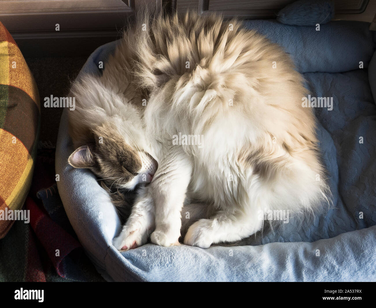 Ein erwachsenes Männchen Ragdoll Katze, die für Ihre Behaglichkeit und Zuneigung renommierte, eingerollt in einem blauen gerade ein wenig auf der kleinen Seite. Stockfoto