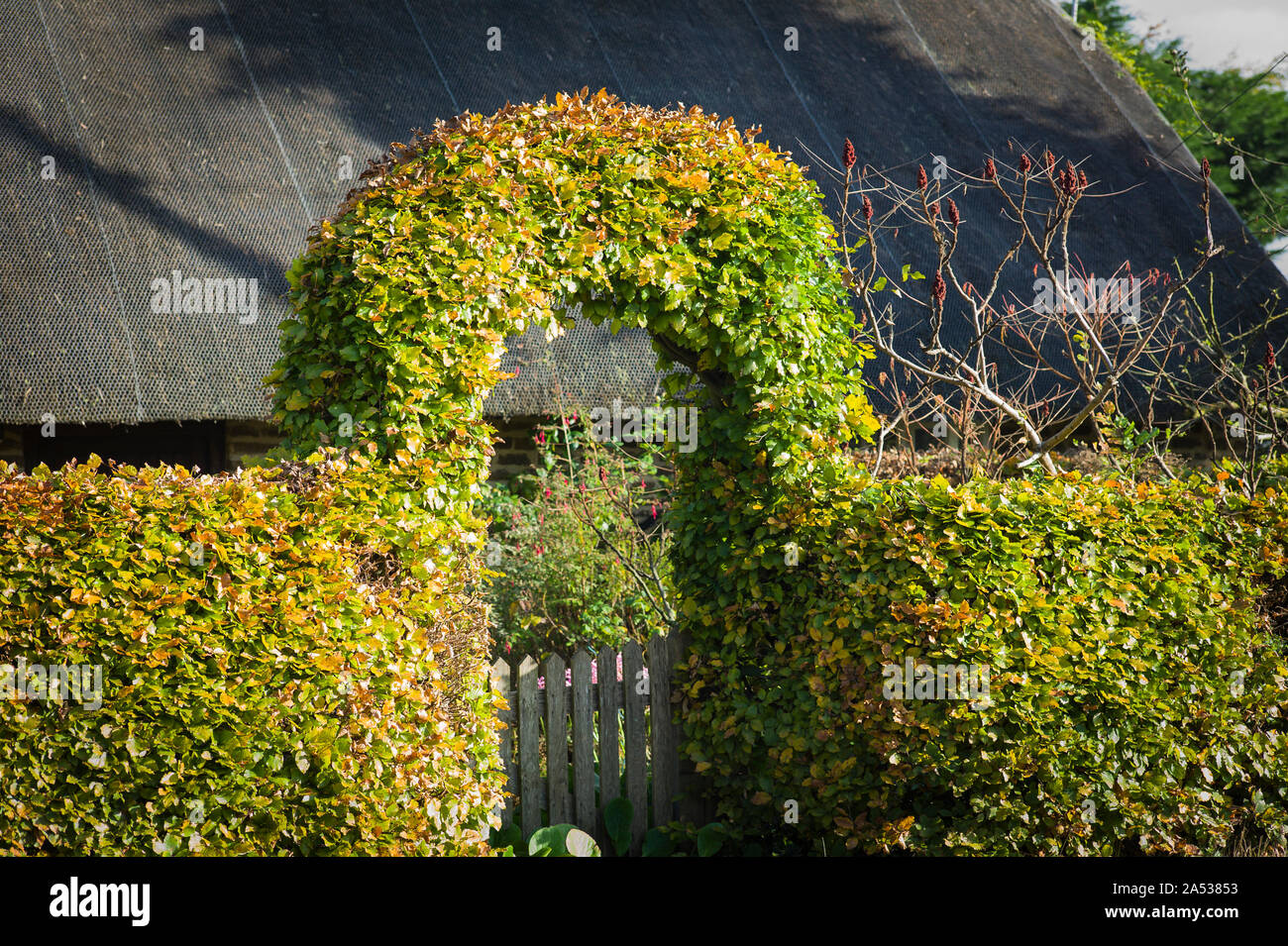 Fagus Sylvatica Beech Hedge In Stockfotos und bilder Kaufen Alamy