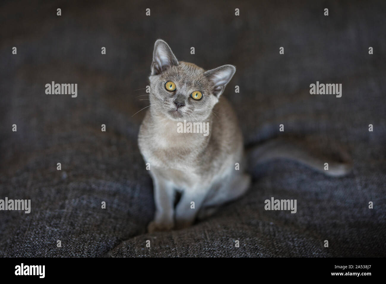 Porträt eines blauen Burmesischen Kätzchen, 13 Wochen alt. Der graue kleine Katze sitzt auf einem grauen Decke und schaut in die Kamera. Stockfoto