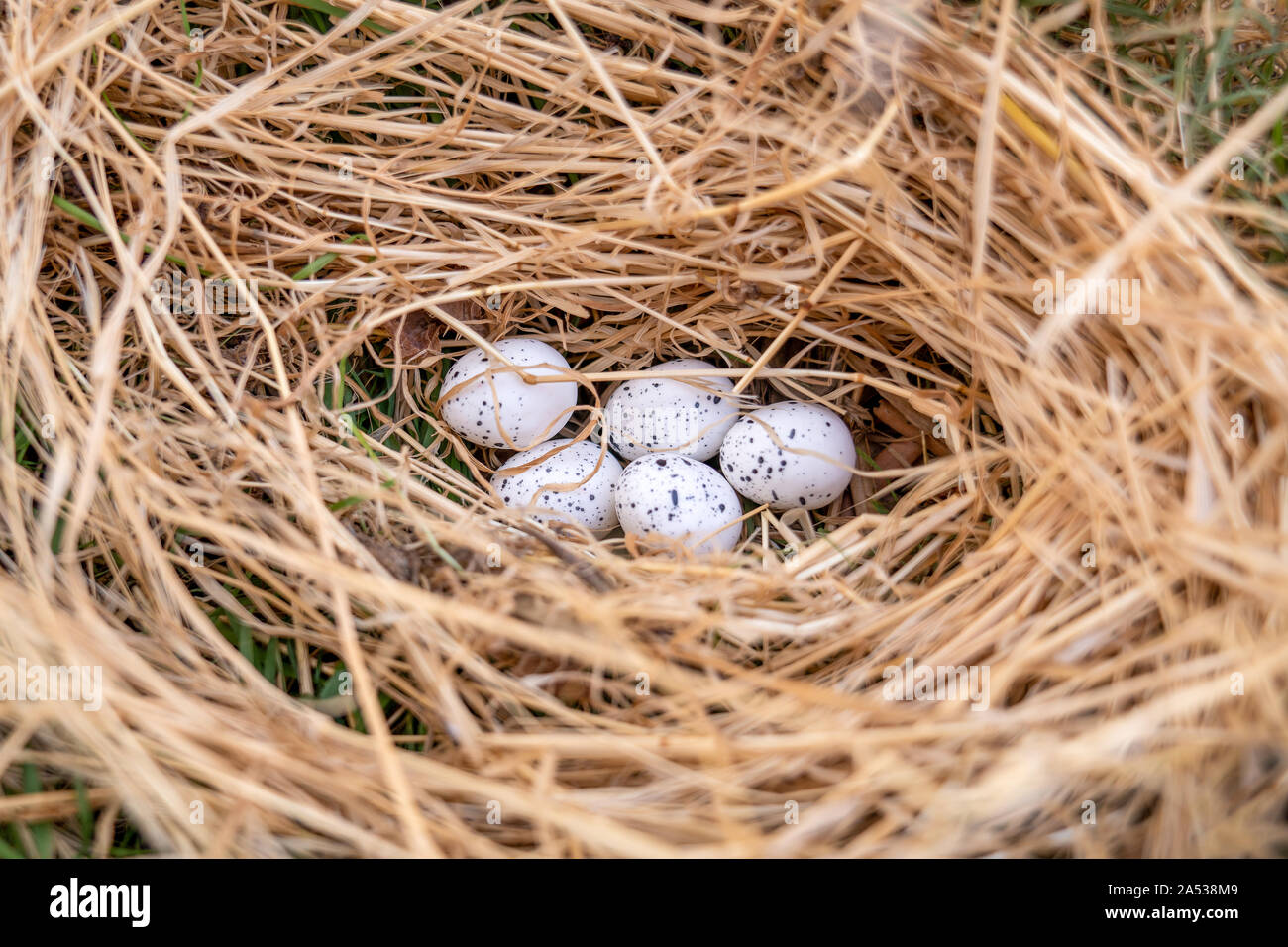 Bird's Nest mit Eiern in der schönen Natur. Stockfoto