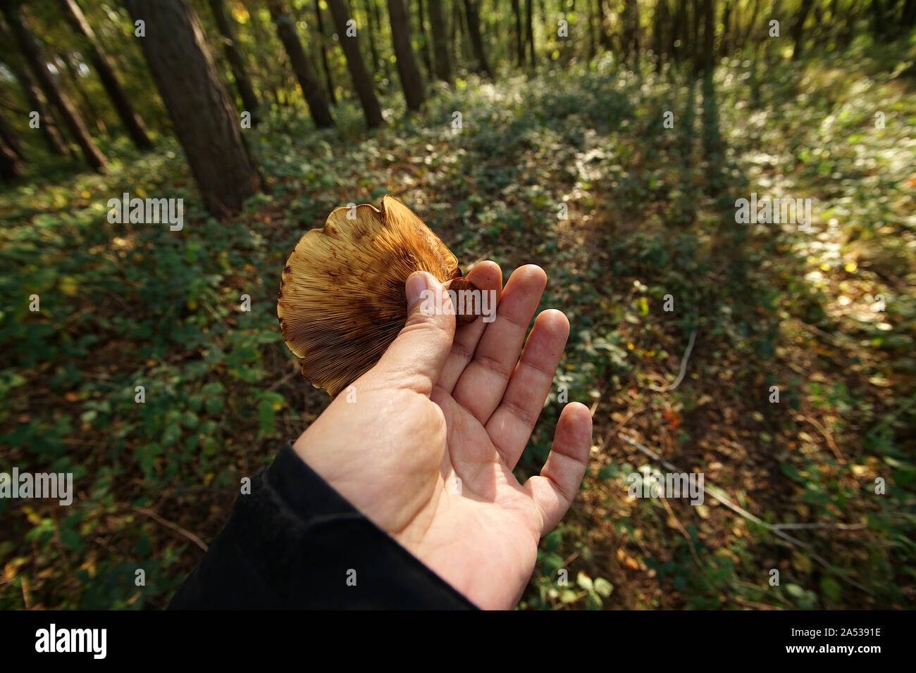 Braun roll-rim Pilz in Händen gehalten, nachdem die Ernte in den Wald. Polen, Europa Stockfoto