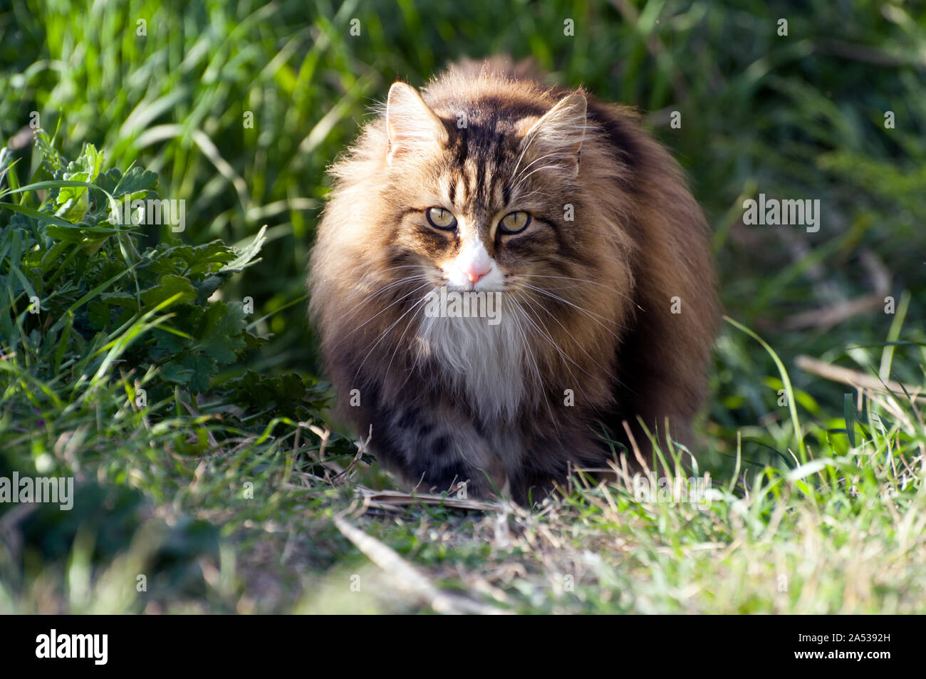 Vorderansicht eines männlichen Erwachsenen Norwegische Waldkatze zu Fuß über den Rasen neugierig an Kamera suchen Stockfoto