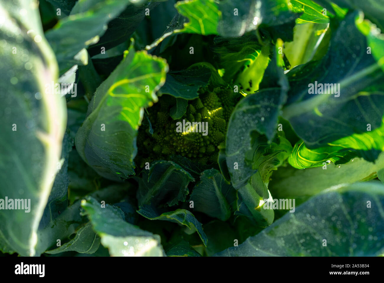 Winzige romanesco Brokkoli am Bio-Bauernhof in Tacoma, Washington Stockfoto