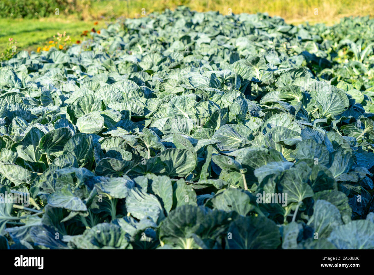 Reihen von Rosenkohl am Bio-Bauernhof in Tacoma, Washington Stockfoto