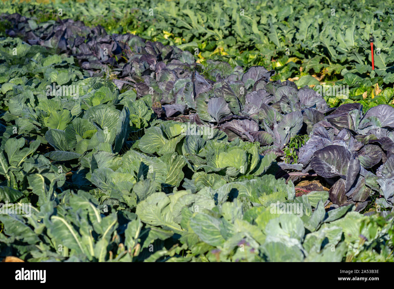 Reihen von Grün und Violett Kohl. Bio-bauernhof in Tacoma, Washington Stockfoto