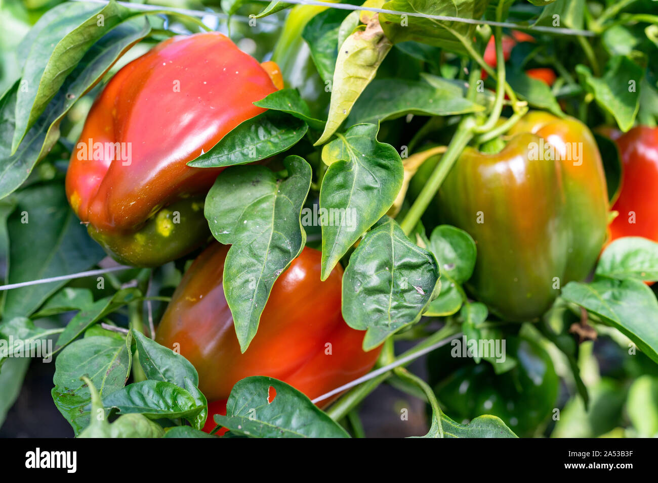Paprika auf der Rebe am Bio-Bauernhof in Tacoma, Washington Stockfoto