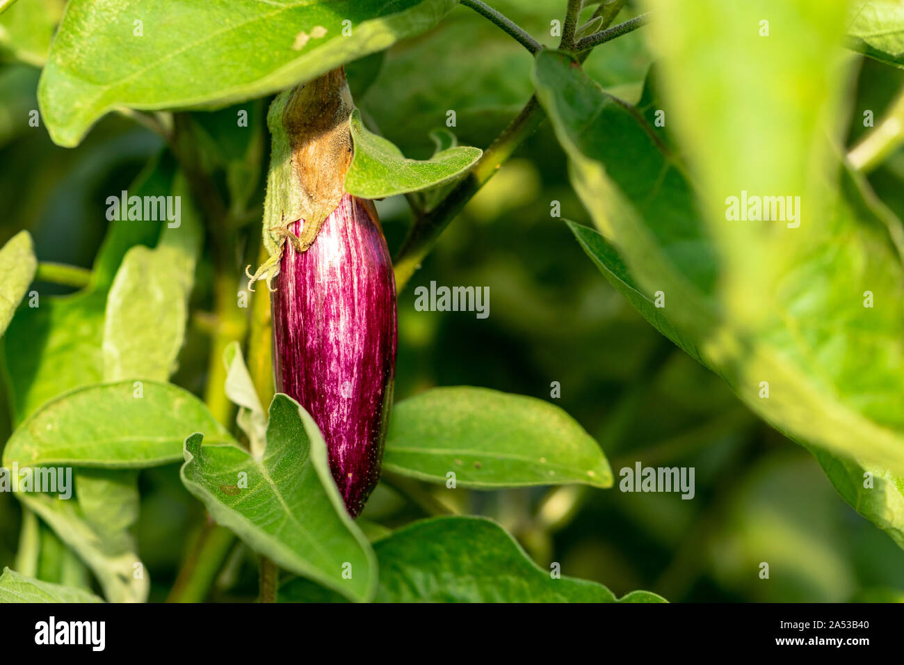 Saftige auberginen am Bio-Bauernhof in Tacoma, Washington Stockfoto