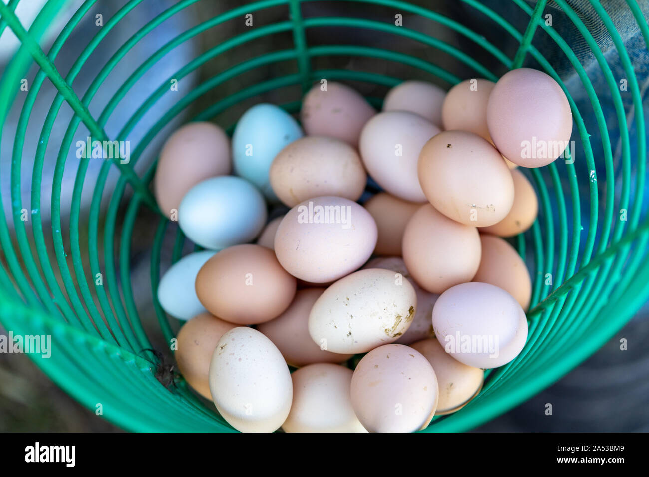 Organische Free Range huhn eier in den busket Stockfoto