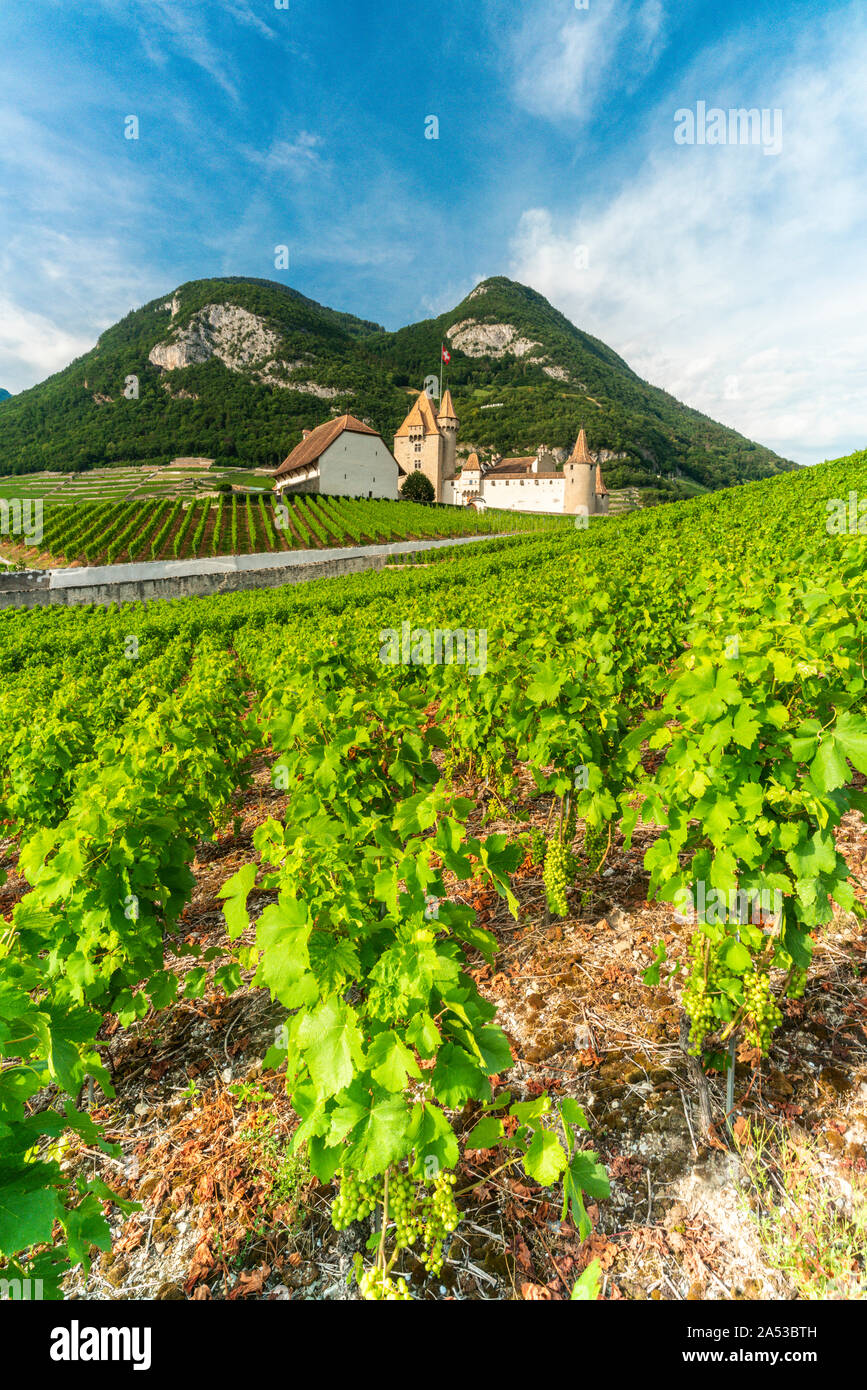 Weinblätter in die Weinberge rund um Burg von Aigle, Kanton Waadt, Schweiz Stockfoto