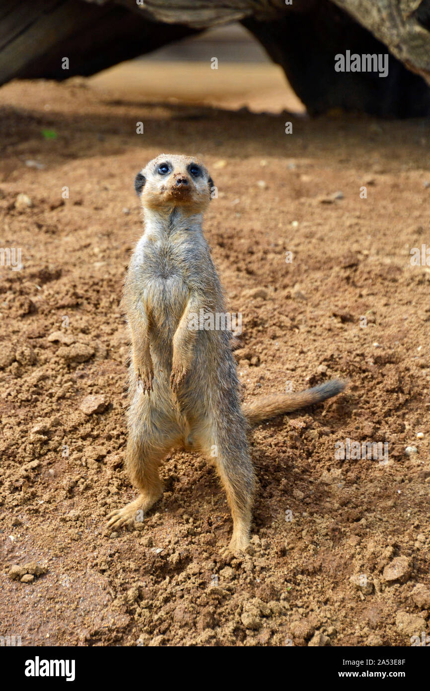 Ein Erdmännchen bei Jimmy's Farm und Wildlife Park, pannington Hall Lane, Ipswich, Großbritannien Stockfoto Ein Erdmännchen bei Jimmy's Farm und Wildlife Park, pannington Hall Lane, Ipswich, Großbritannien Stockfoto