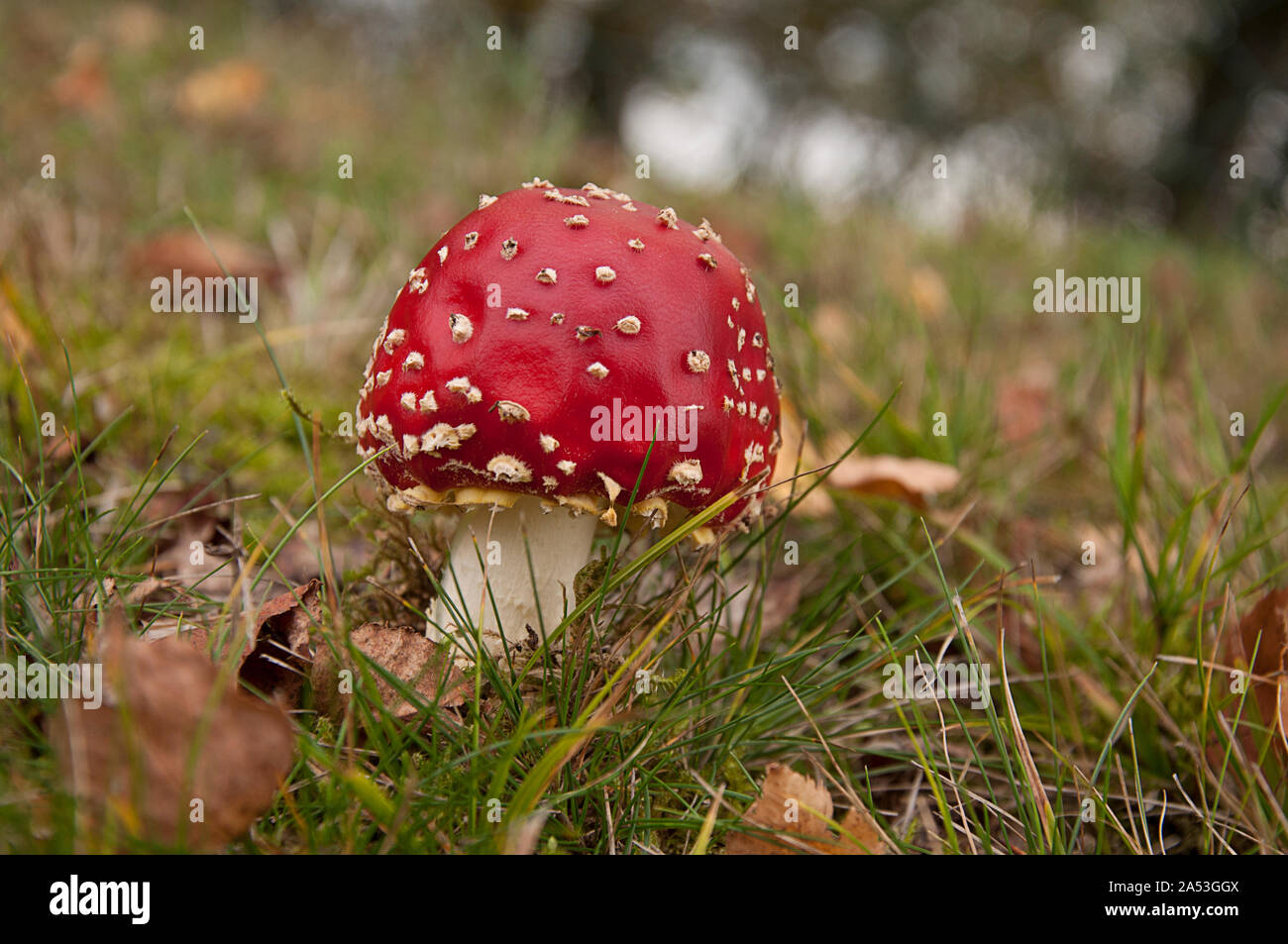 Kleine fly Agaric auf einer Wiese Side View durch jziprian Stockfoto