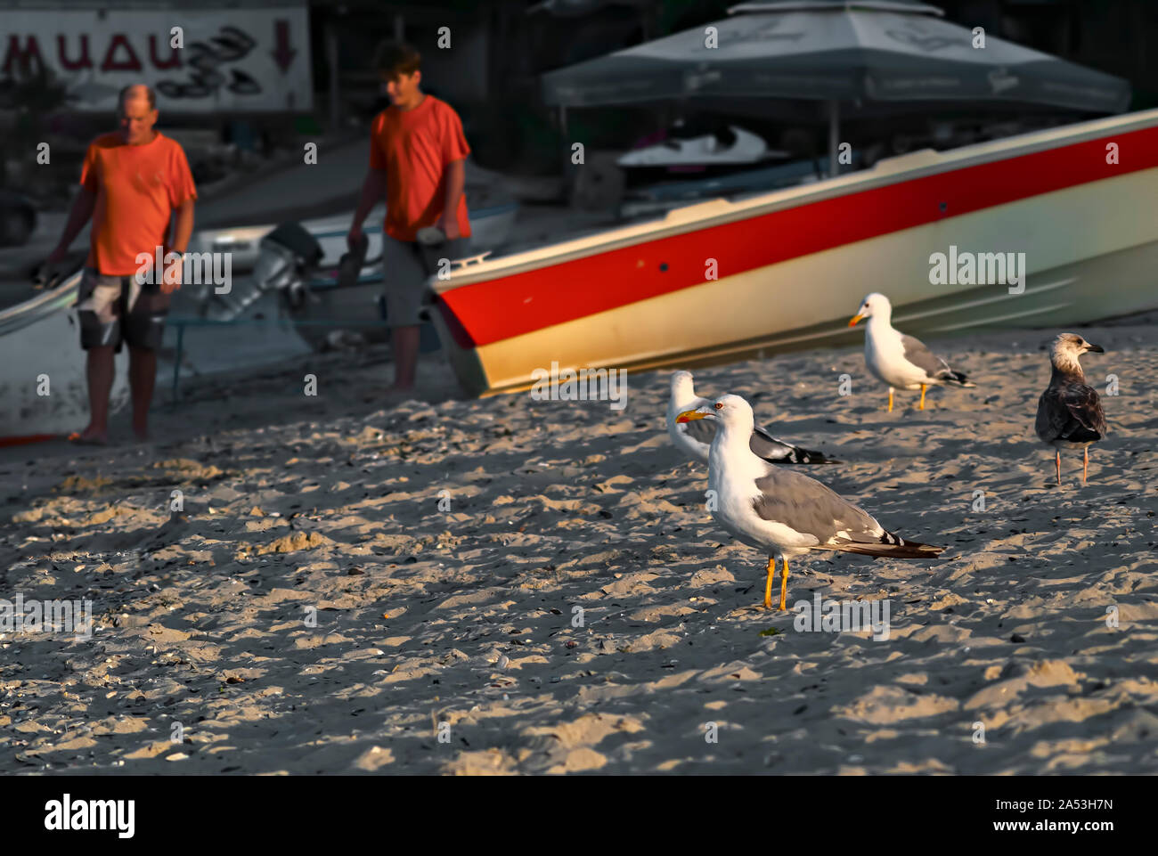 Vögel am Ufer in der Nähe angeln Boote; Schwarzmeerküste Bulgarien; Stockfoto