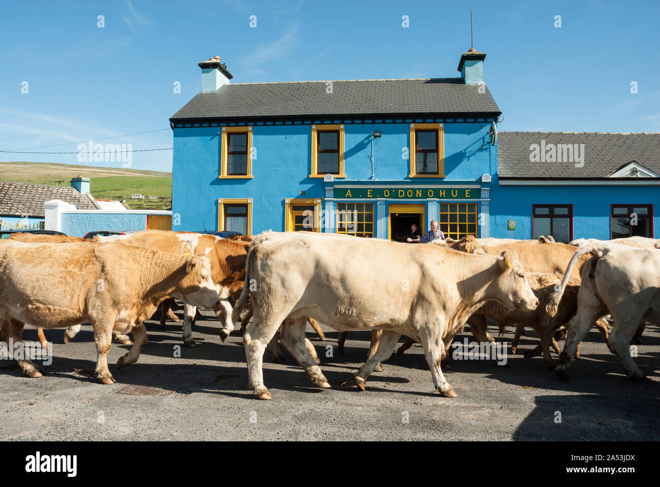 Vieh entlang eine Straße vor einer sehr bunten Pub in der Nähe von Fanore Beach, County Clare, Irland. Stockfoto